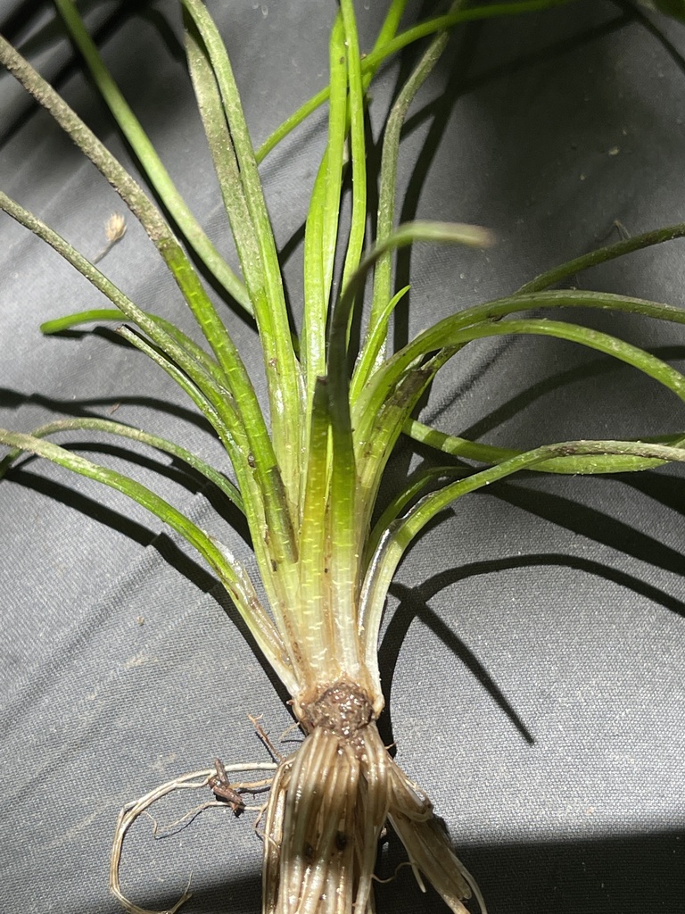 Engelmann's quillwort