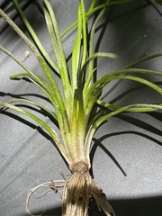 Isoetes engelmannii
