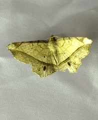 Chiasmia monticolaria