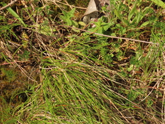 Festuca roemeri