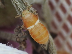 Pissonotus binotatus