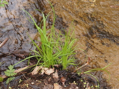 Carex prasina