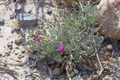 Astragalus uncialis