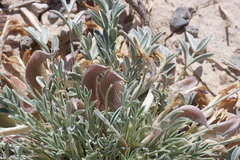 Astragalus uncialis
