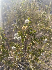 Larrea tridentata