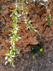 Berberis boliviana