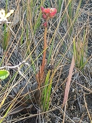 Echeveria buchtienii