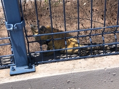 Ctenosaura pectinata