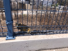 Ctenosaura pectinata