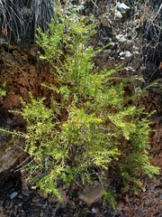 Baccharis boliviensis