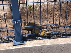 Ctenosaura pectinata