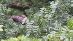Gleditsia amorphoides