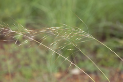 Chrysopogon pallidus