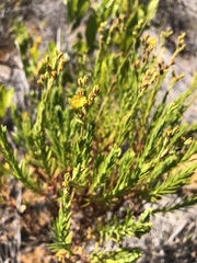 Hypericum eastwoodianum