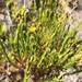 Hypericum eastwoodianum - Photo (c) ekdelval,  זכויות יוצרים חלקיות (CC BY-NC)