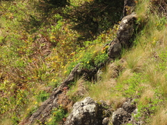 Lomatium martindalei