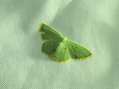 Comostola meritaria