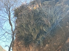 Tillandsia sphaerocephala