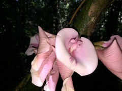 Clitoria javitensis