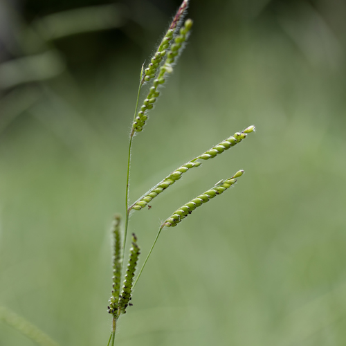 Urochloa eminii