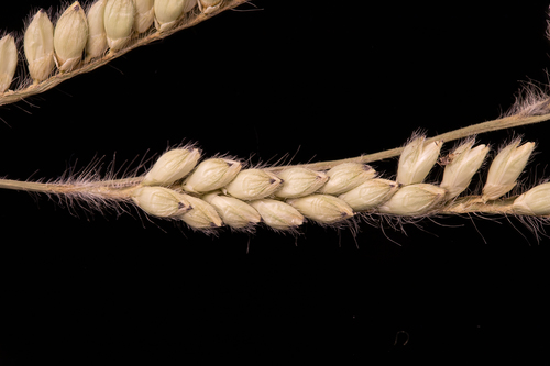Urochloa eminii