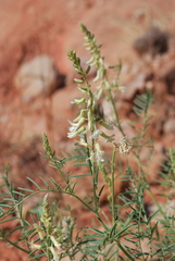 Astragalus racemosus
