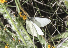 Pieris marginalis
