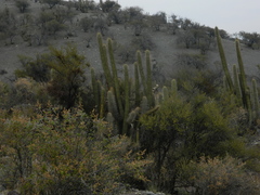 Trichocereus chiloensis