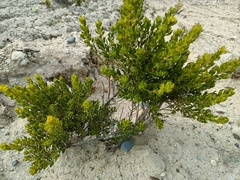 Baccharis tola
