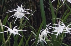 Hymenocallis crassifolia