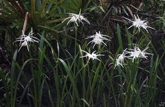 Hymenocallis crassifolia