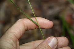 Panicum simile