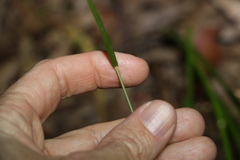 Panicum simile