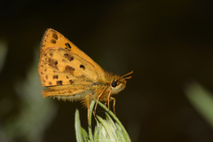 Carterocephalus houangty