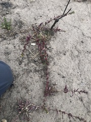 Camissoniopsis intermedia