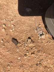 Tympanocryptis intima