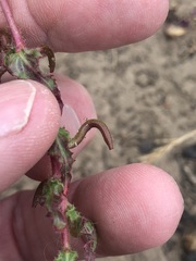 Camissoniopsis intermedia