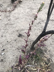 Camissoniopsis intermedia