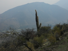 Trichocereus chiloensis