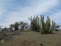 Trichocereus chiloensis