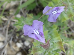 Salvia texana