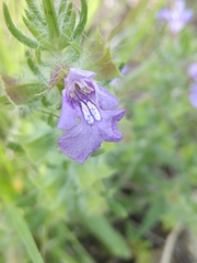 Salvia texana
