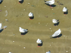 Chroicocephalus cirrocephalus