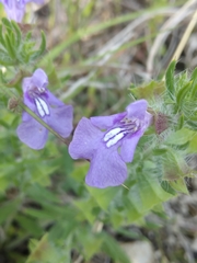 Salvia texana