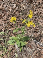 Arnica acaulis