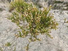 Baccharis boliviensis
