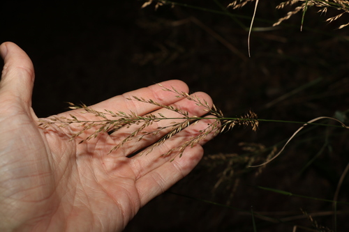 Image of Arundinella nepalensis by (c) Greg Tasney, some rights reserved (CC BY-SA)