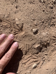 Heloderma suspectum cinctum