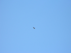 Parabuteo unicinctus