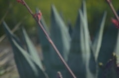 Agave weberi